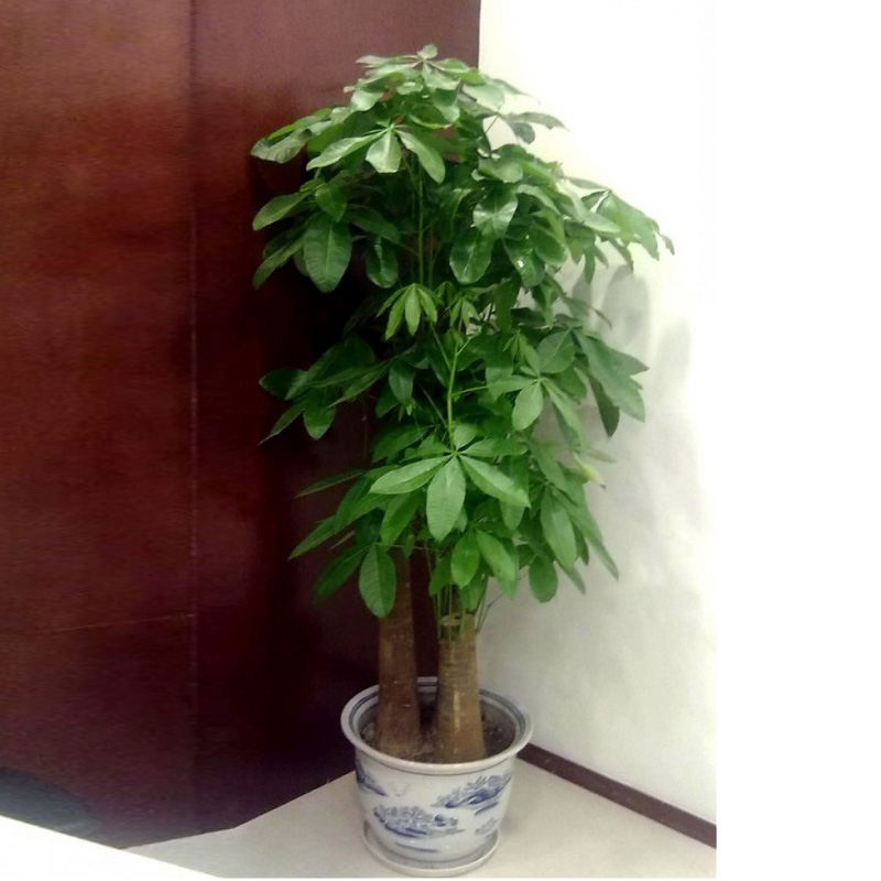 三支發財樹