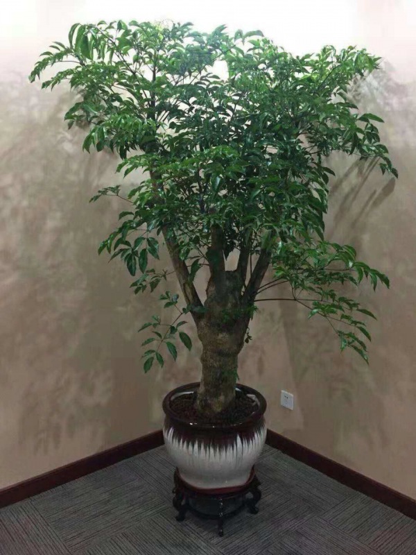 富貴樹(shù)