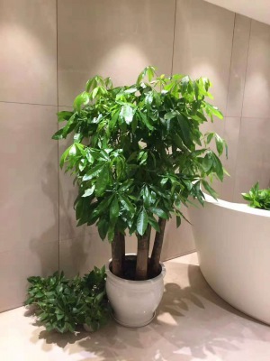 五支發財樹
