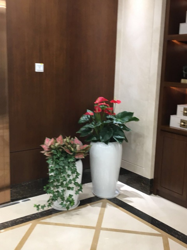 開(kāi)花植物