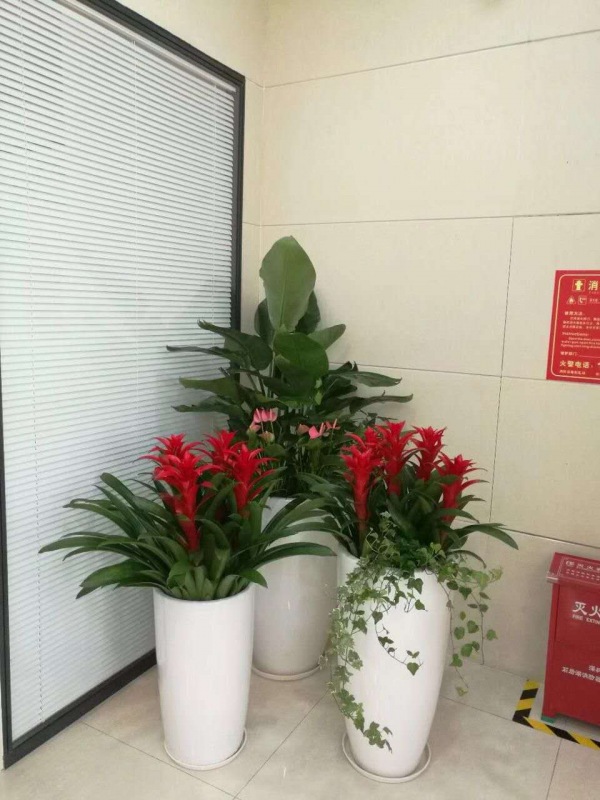 開(kāi)花植物