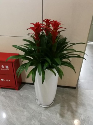 鴻運當頭